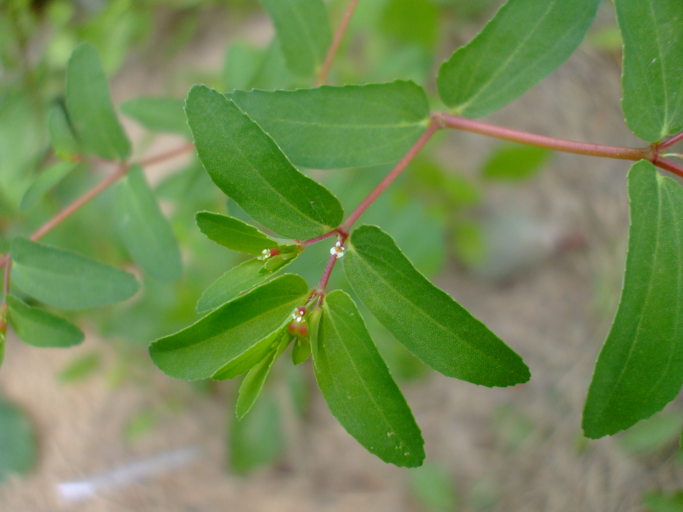 Euphorbia nutans